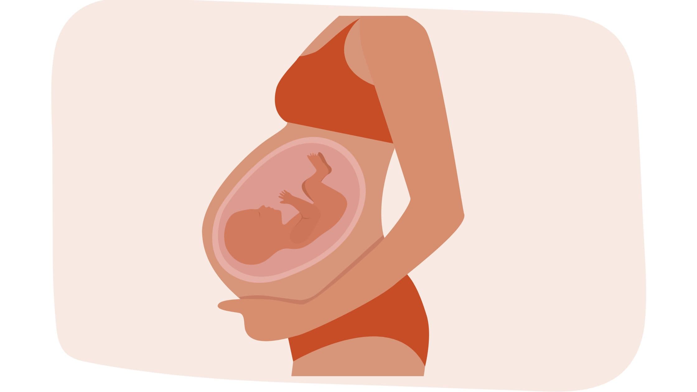 Comprendre le phénomène de la grossesse